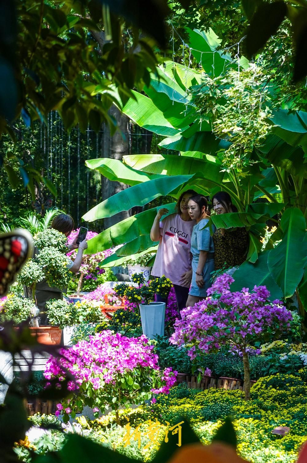 济南大明湖月下亭金秋菊花展启幕，数百盆菊花扮靓明湖秋色