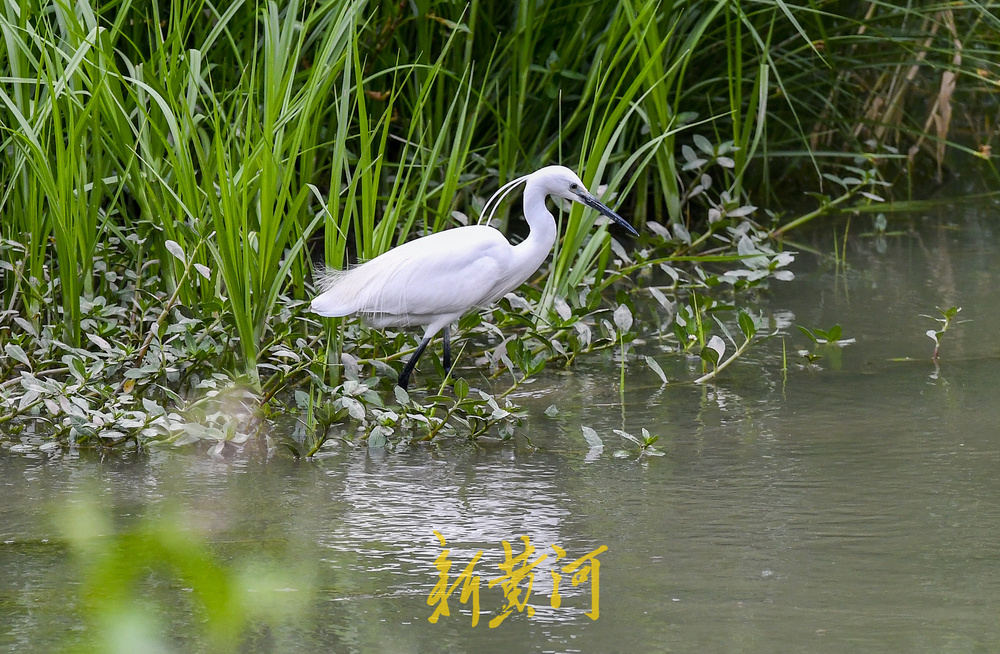 济南腊山河生态环境提升，为鸟儿觅食提供好去处