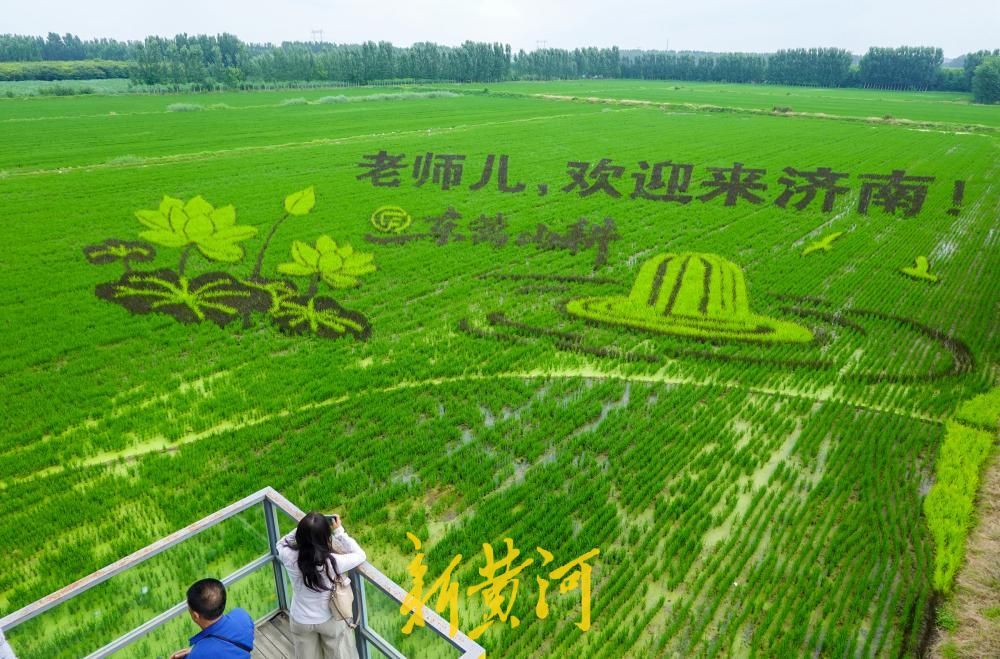 “马稻成功”“老师儿欢迎来济南”稻田里长出巨幅画