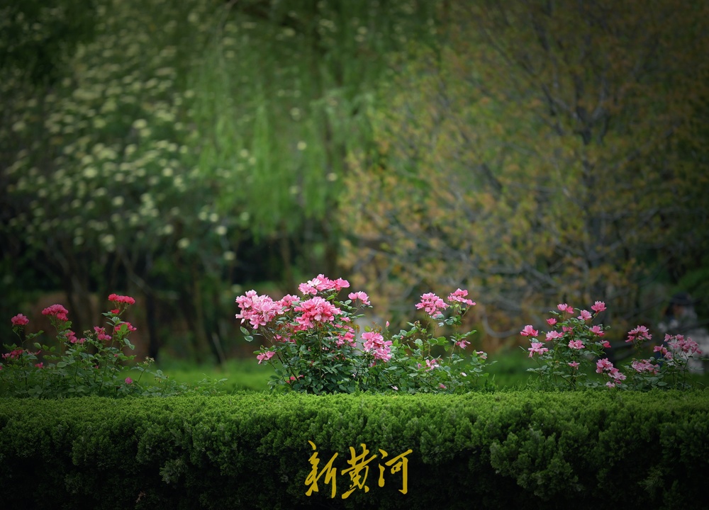 浪漫“月季花廊”扮靓济南西城  