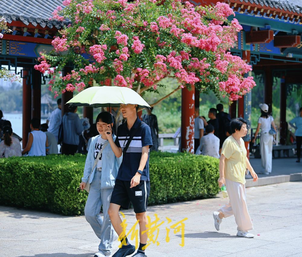 大明湖畔，紫薇等你