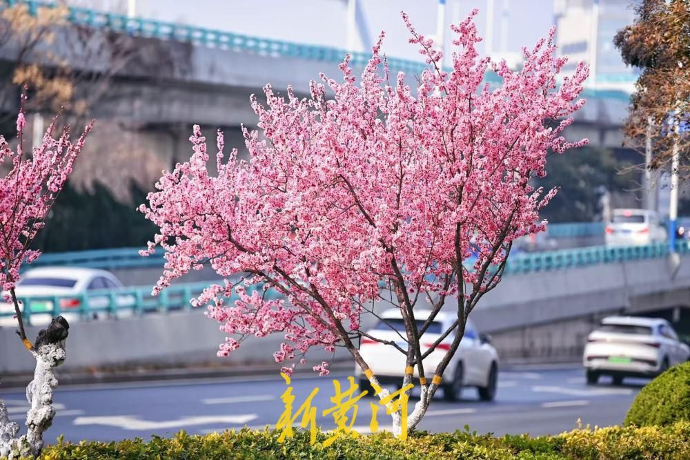 经十路最美春色上线 道路两侧美人梅迎风盛开