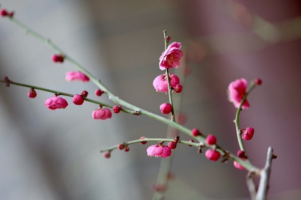 一年四季 泉在济南丨提前两个多月开放，趵突泉畔“梅”景迷人