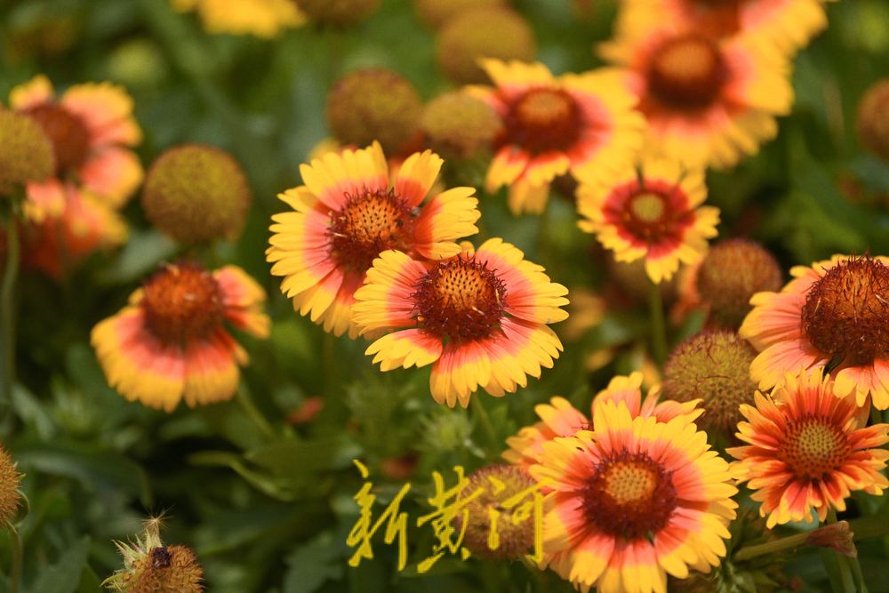 美！大明湖微型花园繁花烂漫 