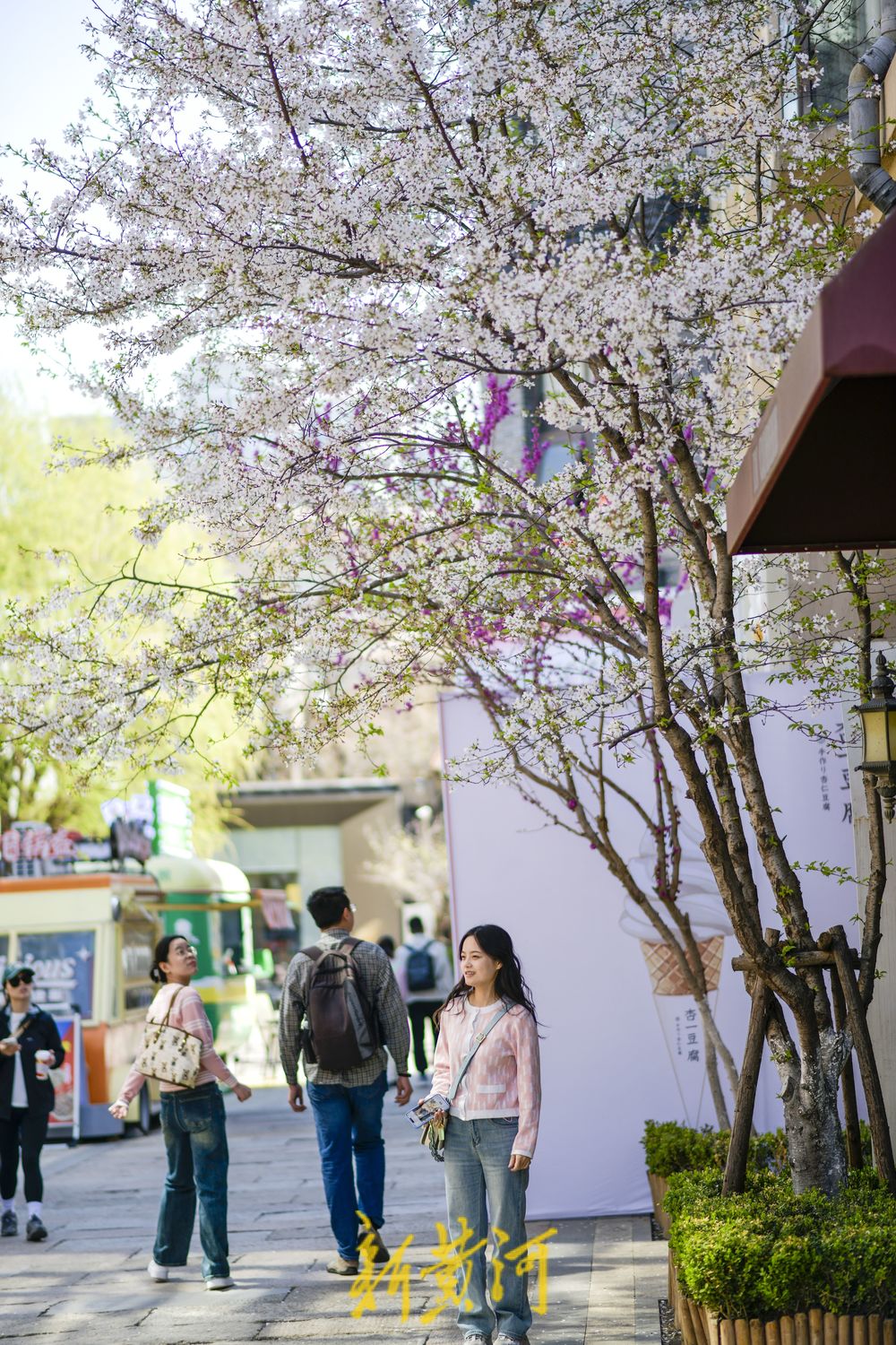 春花齐放增添浪漫气息 老商埠开启春日打卡潮