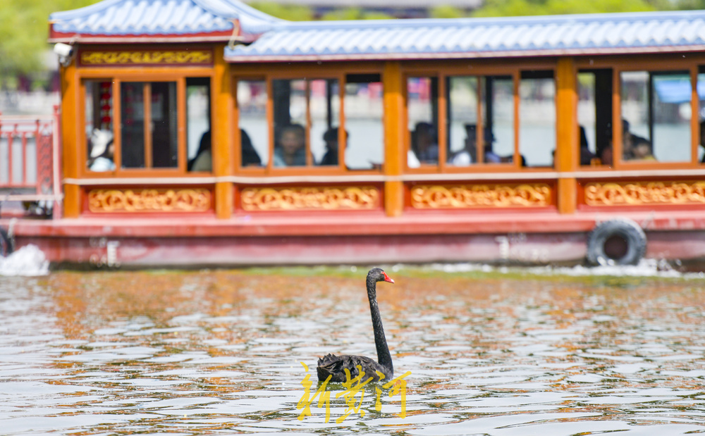 大明湖“鹅丁兴旺”成网红 游客打卡见证成长之旅
