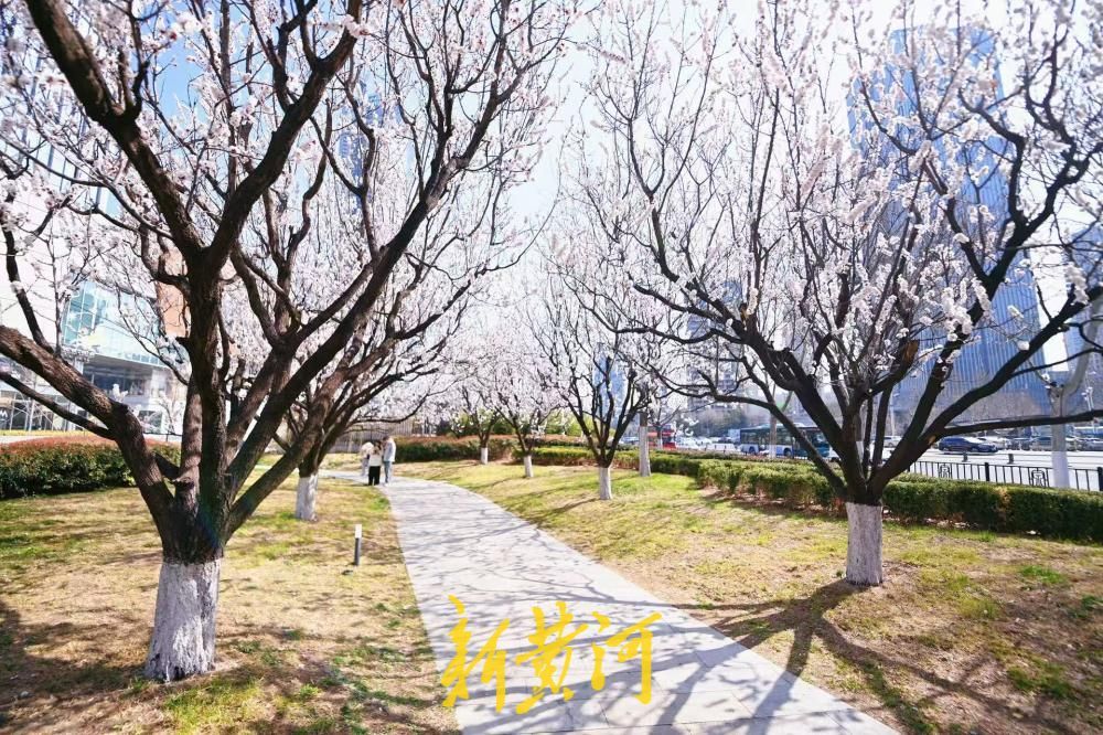 济南经十路最美杏花绽放 绘就城市春色