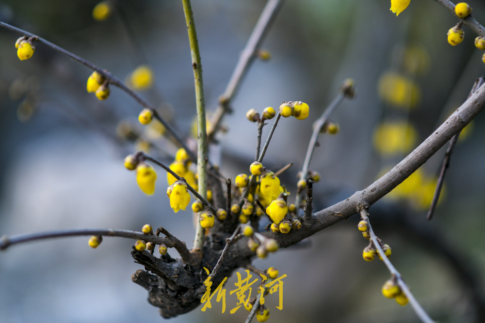 大明湖畔蜡梅初开 唤醒冬日诗意