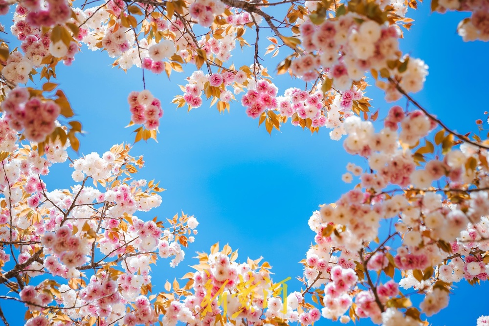 泉城四月天，美得好似打翻的调色盘