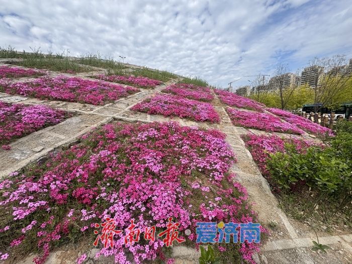 长岭山南路福禄考盛放 粉色花毯扮靓泉城街头济南