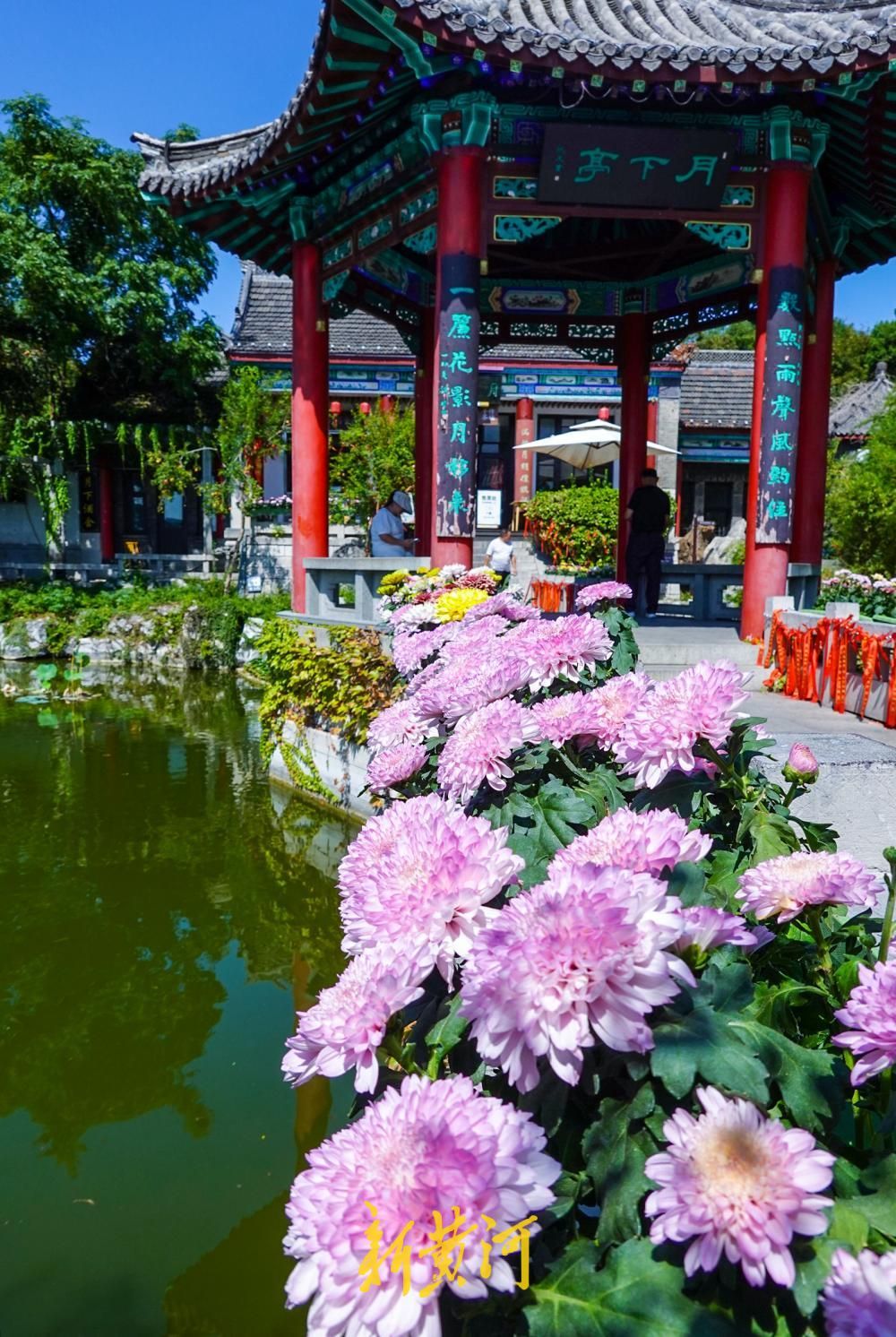 济南大明湖月下亭金秋菊花展启幕，数百盆菊花扮靓明湖秋色