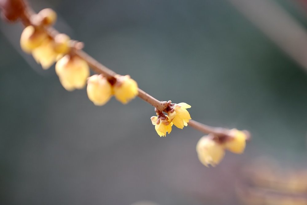 一年四季 泉在济南丨提前两个多月开放，趵突泉畔“梅”景迷人