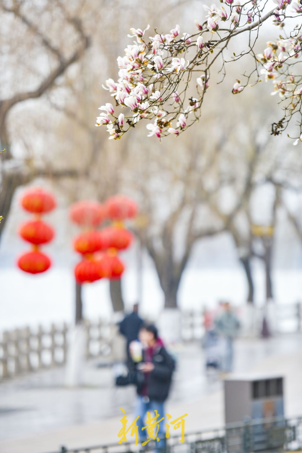 正月里繁花似锦，济南大明湖玉兰花挂满枝头