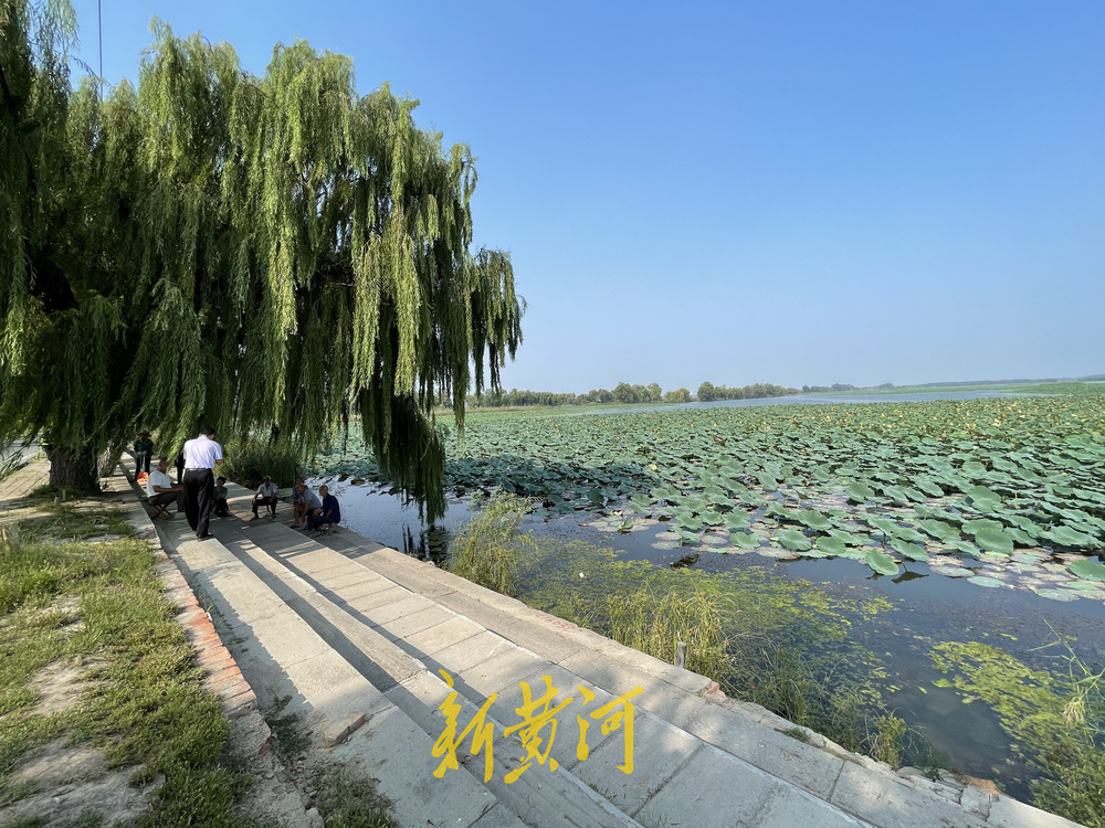 黄河入海看山东丨白云湖湿地修复：水域面积从3000亩扩大至2.6万亩