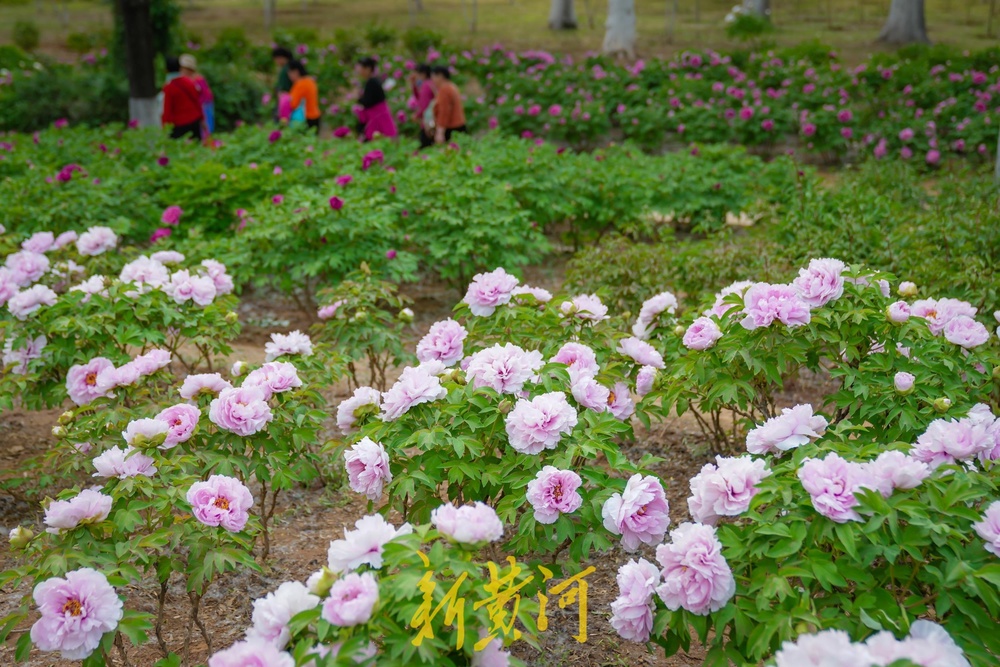 泉城四月天，美得好似打翻的调色盘