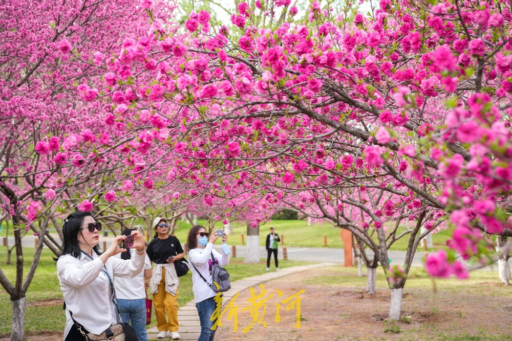 泉城四月天，美得好似打翻的调色盘