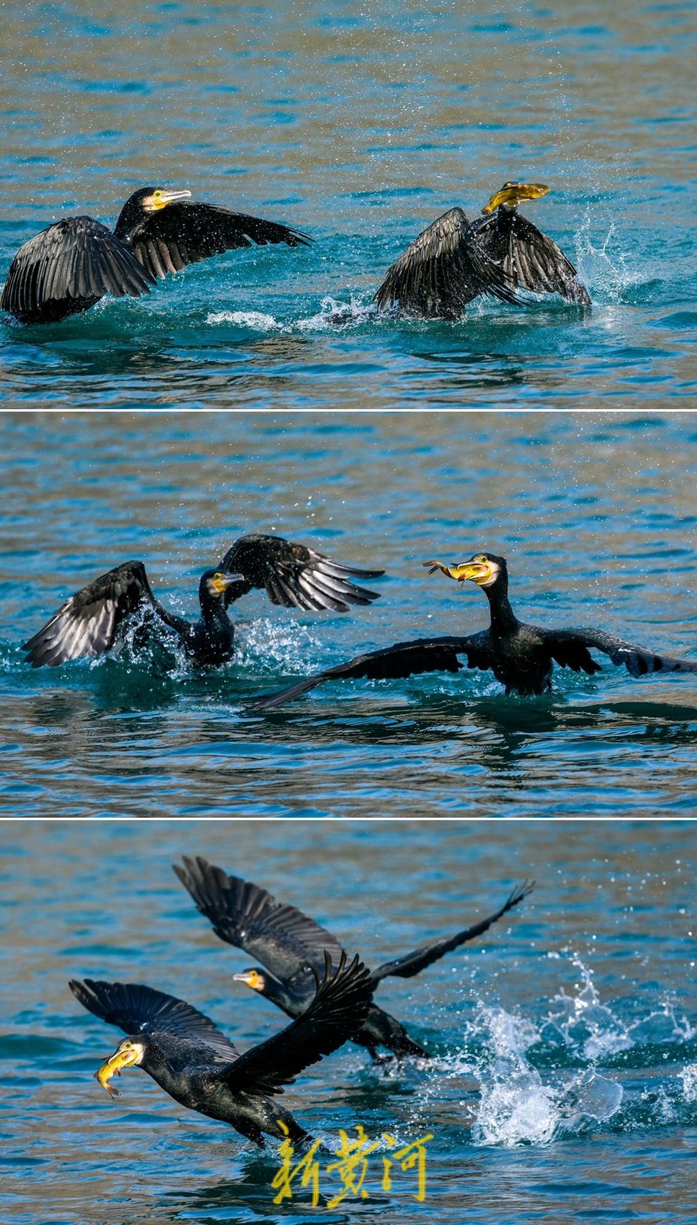 济南大明湖的鸬鹚上演“美食争夺战”,生态和谐成冬日一景
