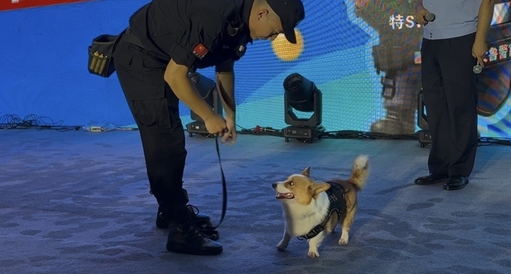 网红柯基警犬“空降”泉城，搜爆、搜毒“百发百中”