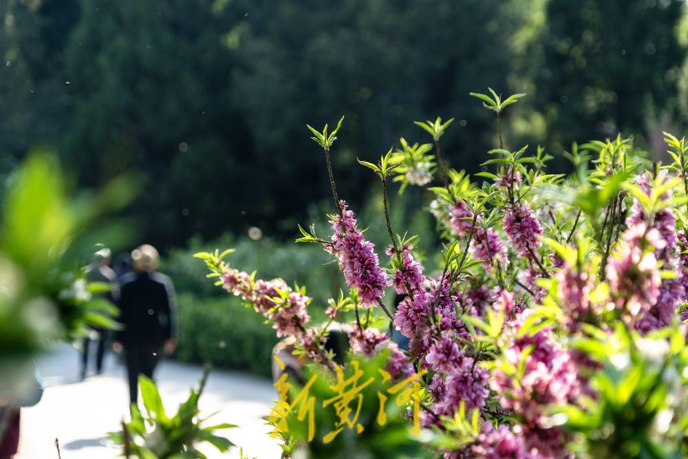 泉城百花公园碧桃花盛开，红白交织春意浓
