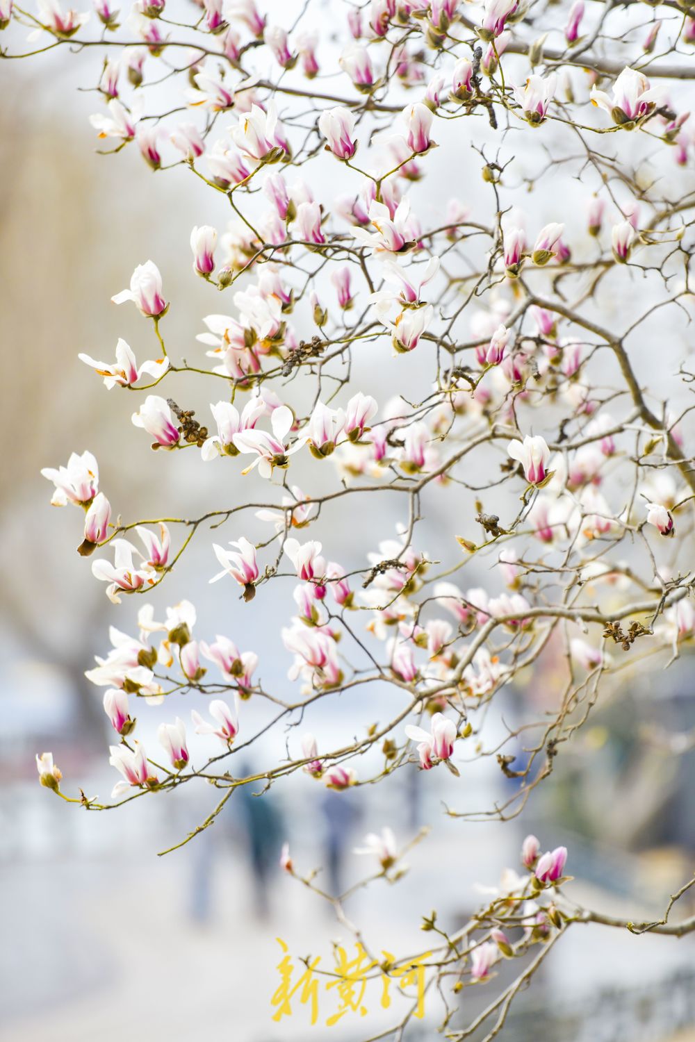 正月里繁花似锦，济南大明湖玉兰花挂满枝头