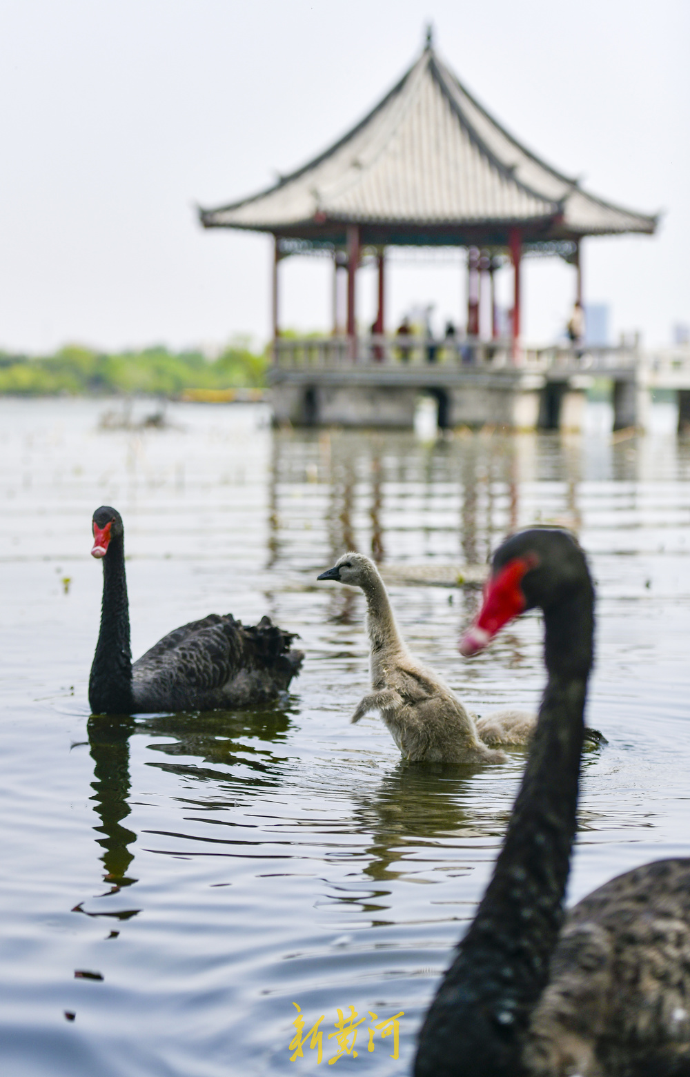 大明湖“鹅丁兴旺”成网红 游客打卡见证成长之旅