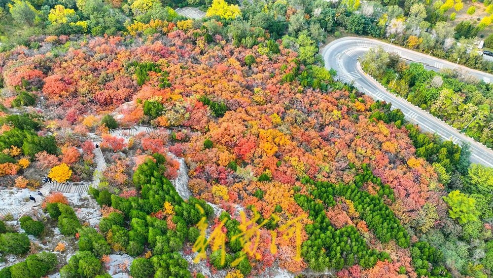 深秋时节，济南西部城区红叶漫山