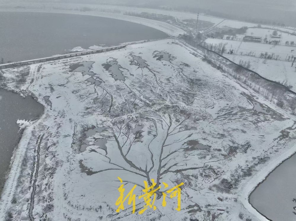 “冰雪潮汐树”现身济南黄河北岸，尽显自然之美