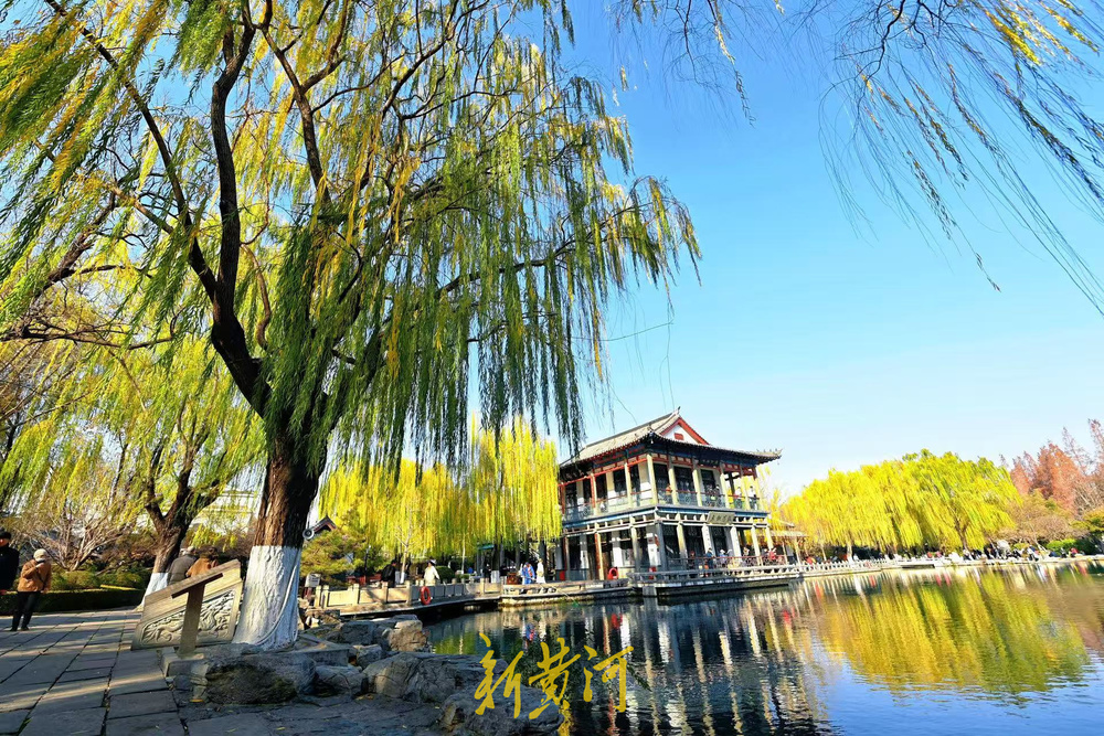 济南泉畔翠柳披“金”绘就冬日美景