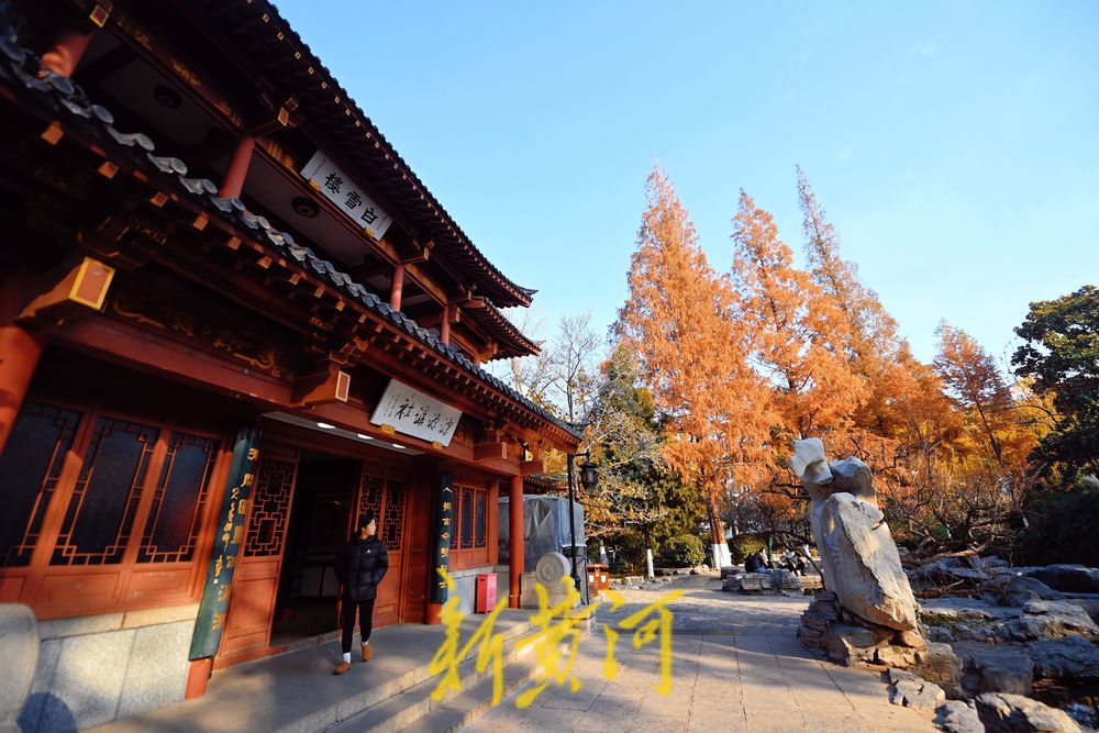 趵突泉畔水杉树红叶浸染美如画