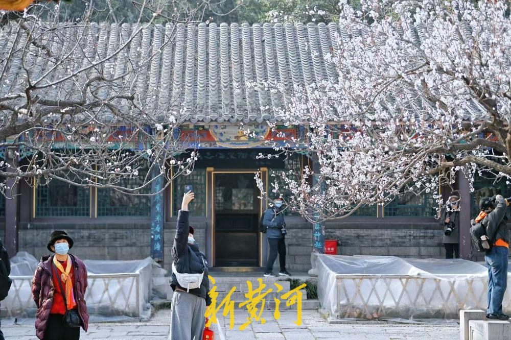 泉城春色好，万竹园杏花盛开如云似雪