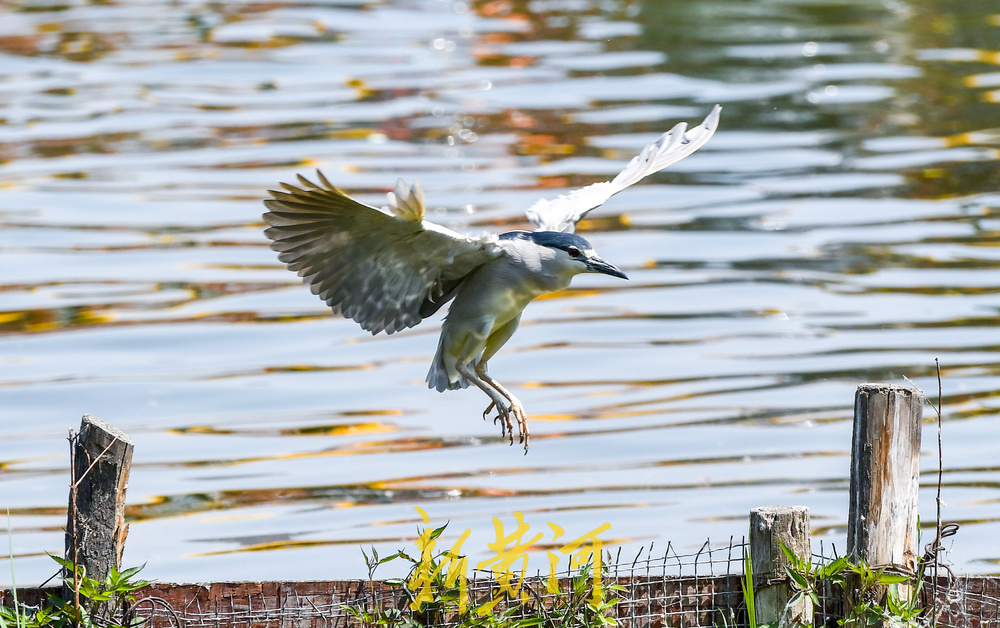 大明湖“老等”夏日回归，湖中捕鱼静赏湖光山色