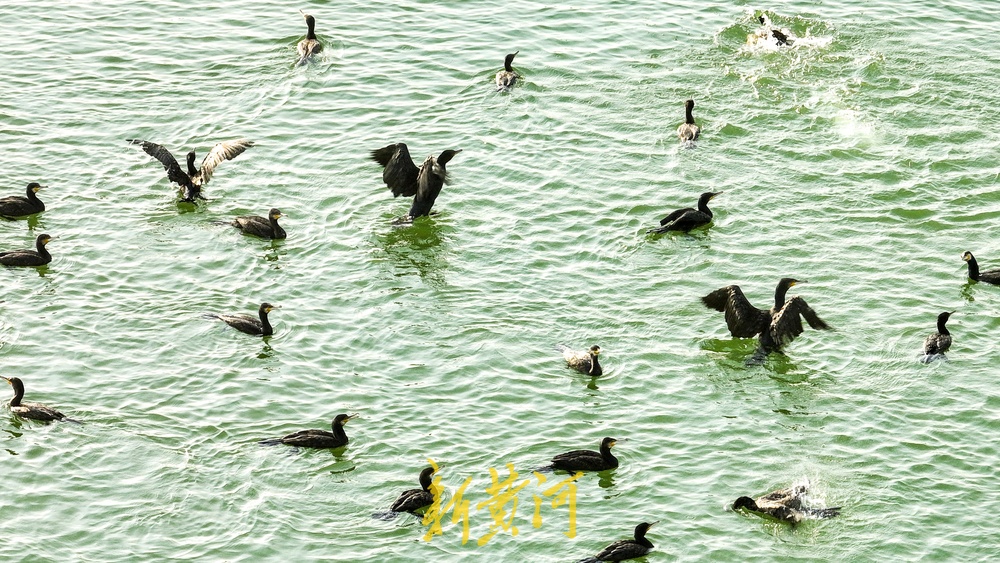 鸬鹚迁徙越冬，组团落户济南玉清湖沉沙池