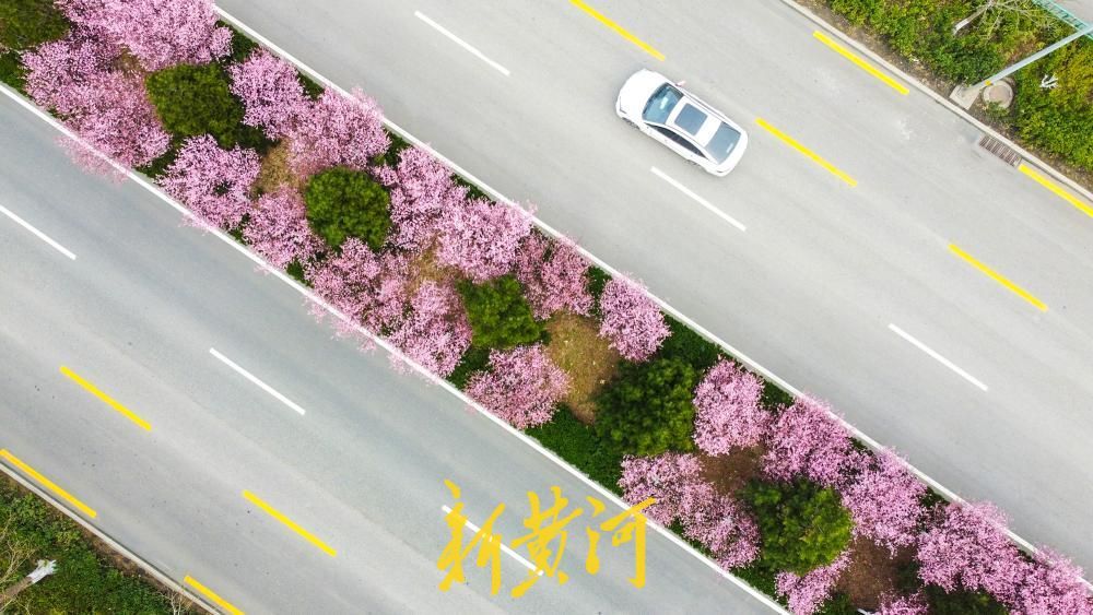 济南西客站片区美人梅盛放 多条街道变身“粉色花廊”