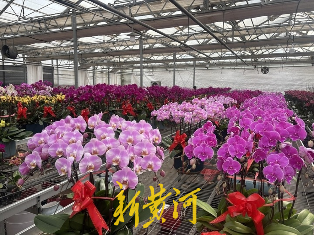 本地花农培育本土蝴蝶兰 领跑济南年宵花市场，成新春消费“香饽饽”