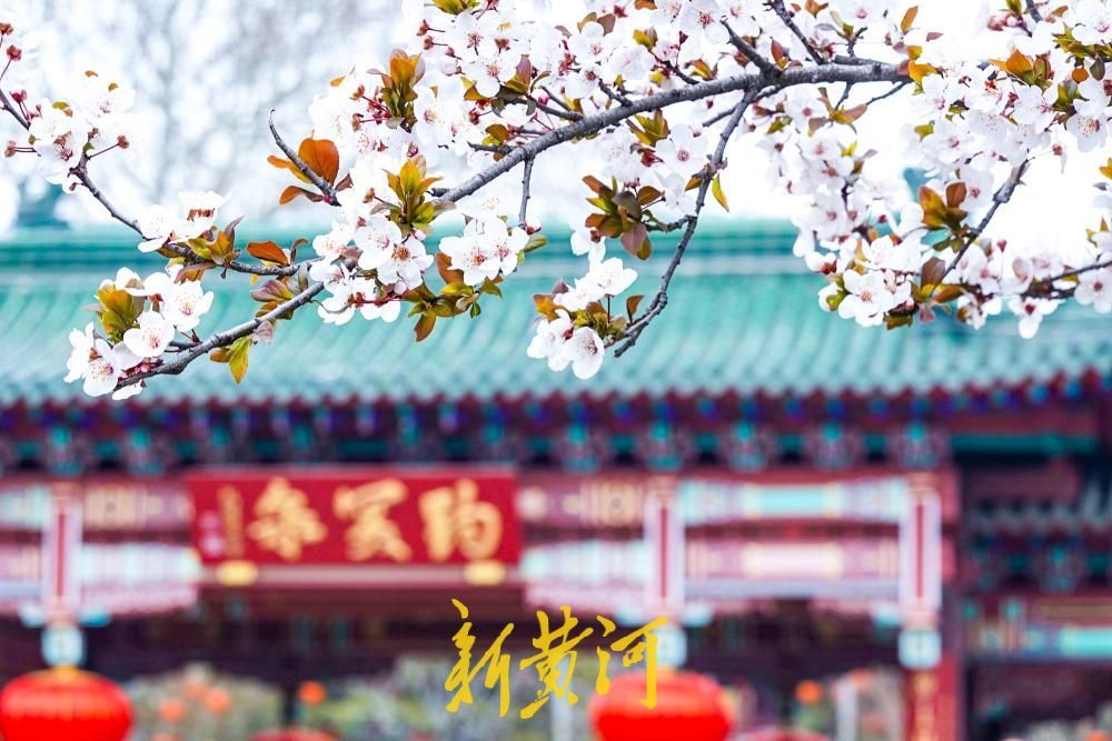 泺源大街紫叶李盛放 粉色花带扮靓济南