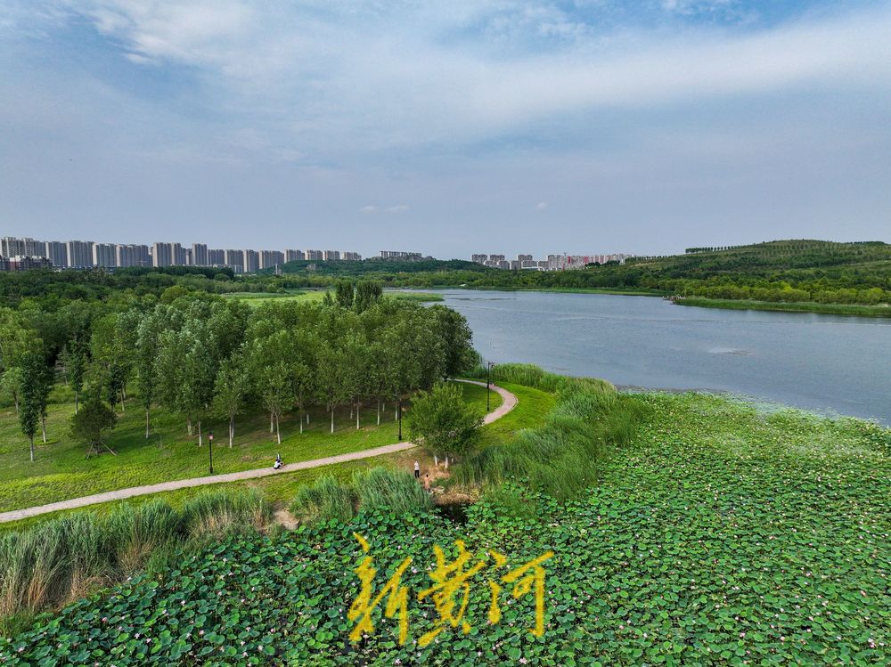 荷风夏韵！华山湖绘就盛夏生态图