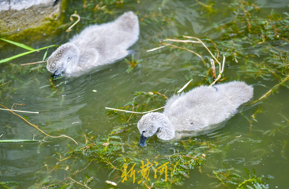 大明湖“鹅丁兴旺”成网红 游客打卡见证成长之旅