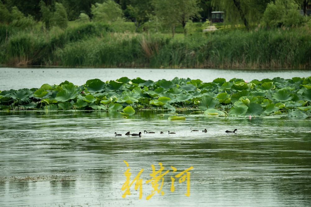 荷风夏韵！华山湖绘就盛夏生态图