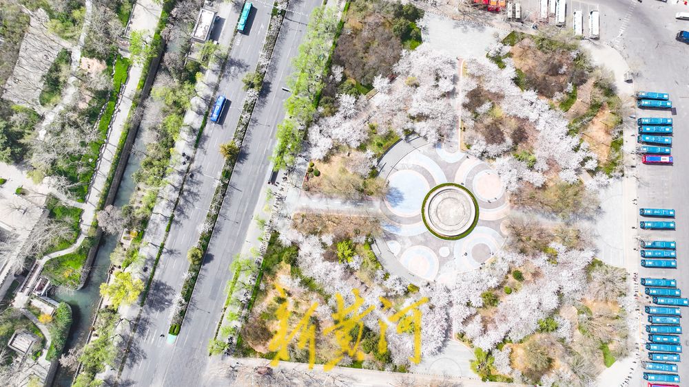 一路一场携手成景 樱花景观带迎来最美时光