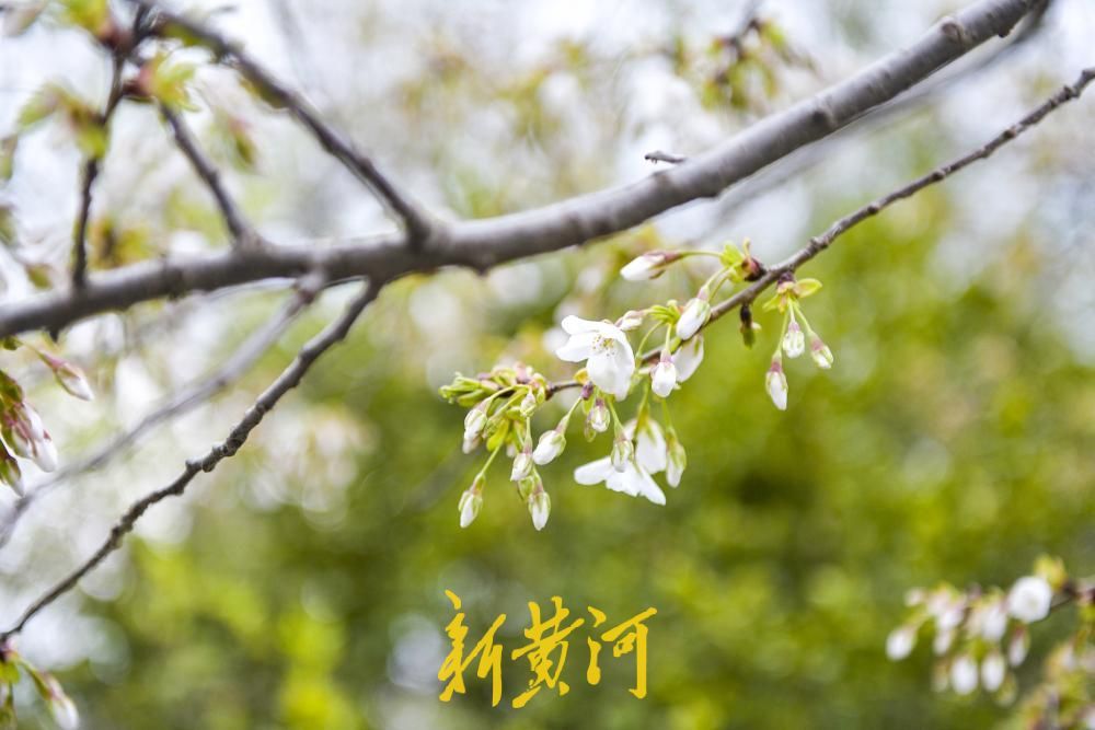 春雨润花待客来，五龙潭樱花节本周六启幕