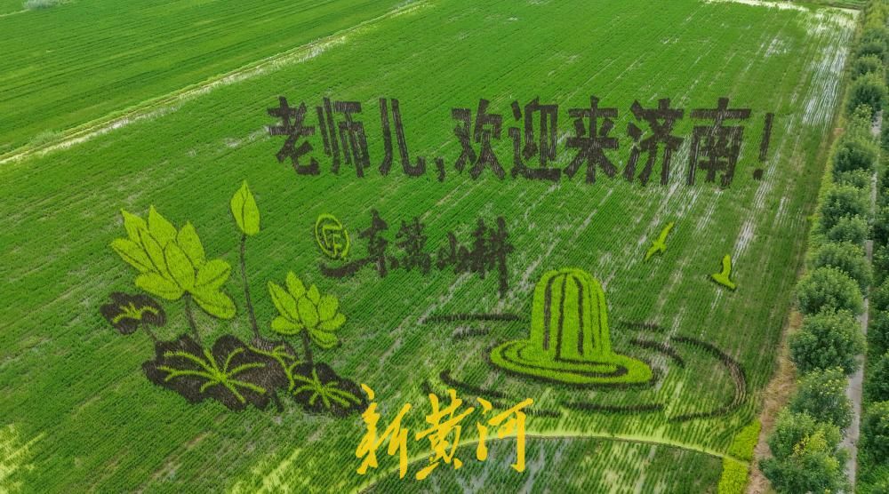 “马稻成功”“老师儿欢迎来济南”稻田里长出巨幅画