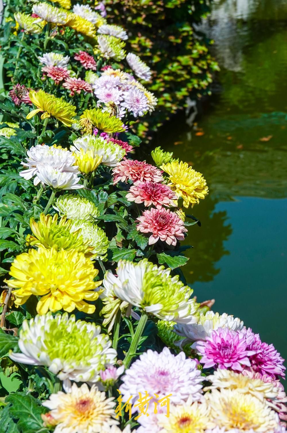 济南大明湖月下亭金秋菊花展启幕，数百盆菊花扮靓明湖秋色
