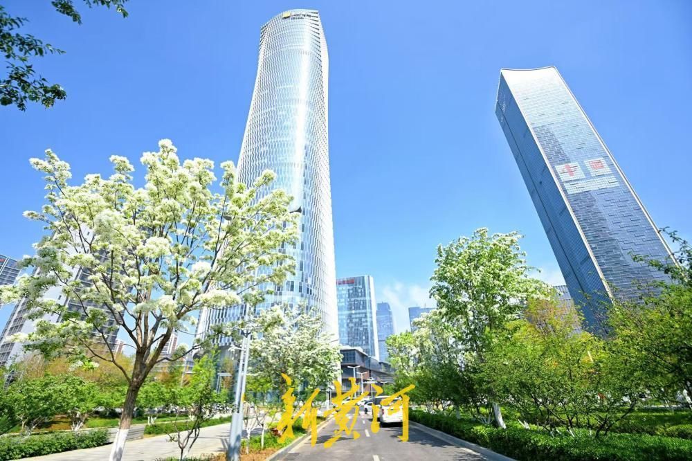 济南中央商务区流苏花如约绽放，白花飘荡如覆春雪