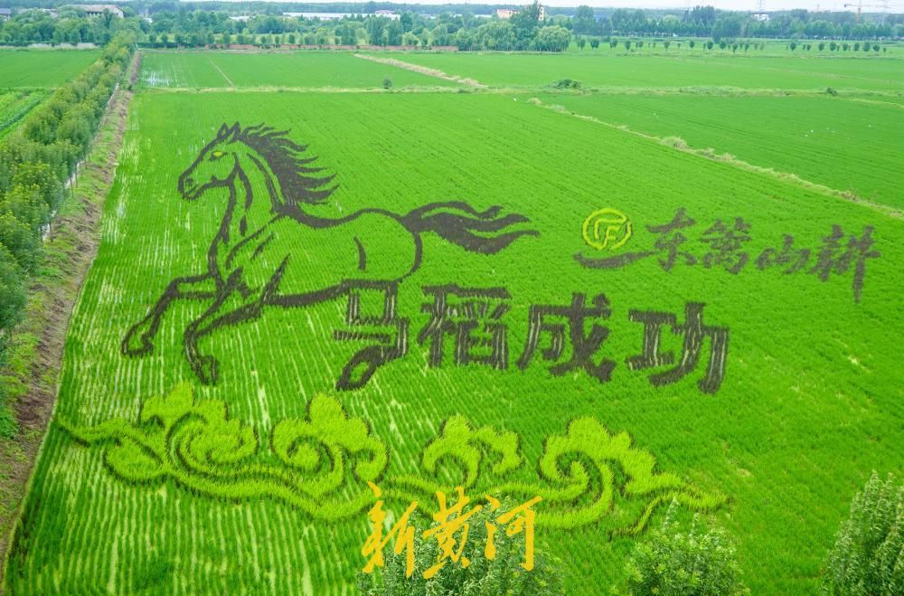 “马稻成功”“老师儿欢迎来济南”稻田里长出巨幅画