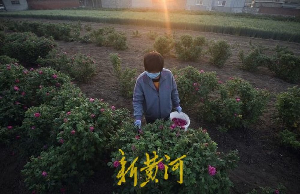 产业“金钥匙”邂逅数字“新赛道”，看“三农”发展的“济南答卷”