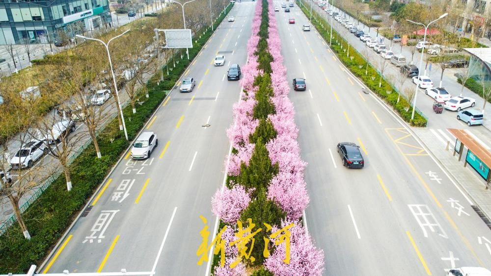 济南西客站片区美人梅盛放 多条街道变身“粉色花廊”