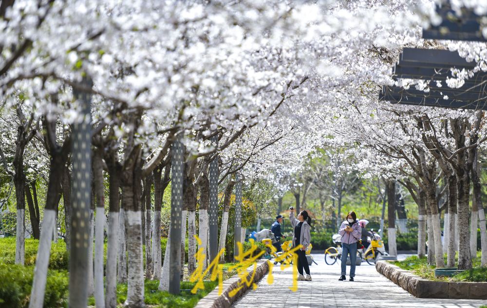 樱花广场迎来烂漫时 500多株轮番绽放