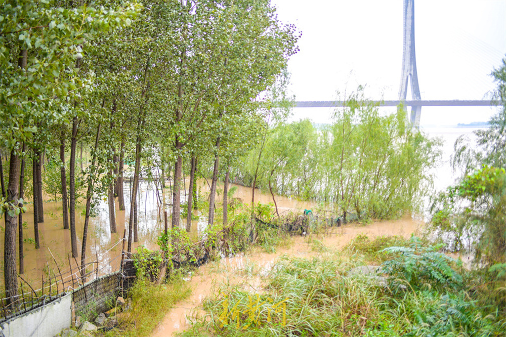 黄河济南泺口段高水位运行 险段岸堤开始抛石加固