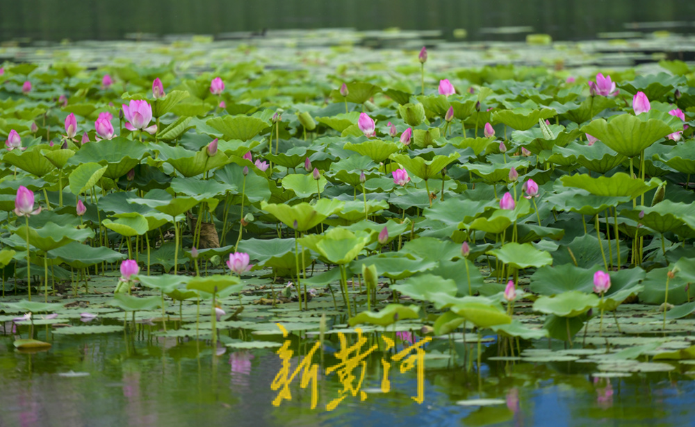 荷花盛开水禽畅游，云锦湖美在当“夏”  