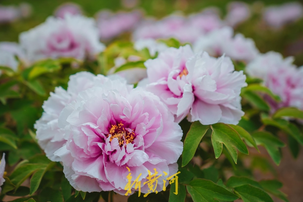 泉城四月天，美得好似打翻的调色盘